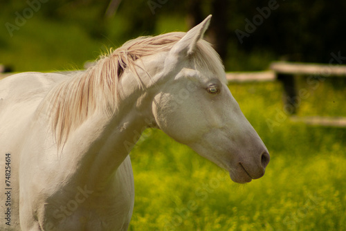 Beautiful White Young Horse Facing Right