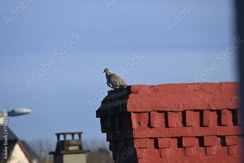 Une tourterelle turque posée sur une cheminée photo