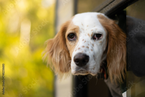 English Setter in Camper