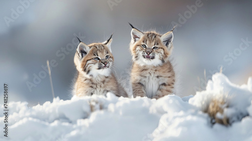  Lynx kittens comical expressions on snowy terrain