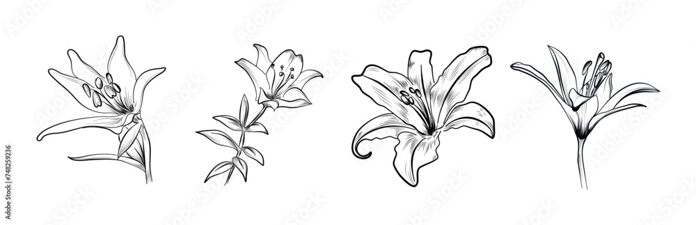 set of lily flowers hand-drawn vector