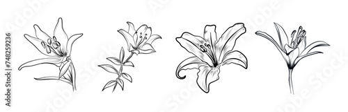 set of lily flowers hand-drawn vector