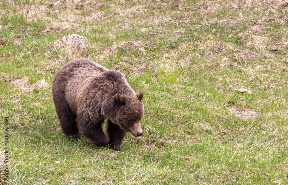 Grizzly Bear in Yellowstone Naitonal Park Wyoming Grizzly Bear in Yellowstone Naitonal Park Wyoming