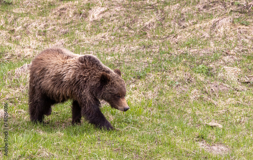 Grizzly Bear in Yellowstone Naitonal Park Wyoming