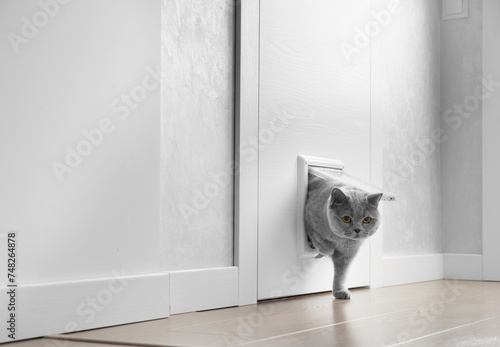 Cat passing through the cat door at home