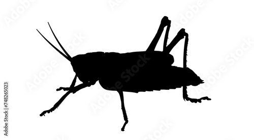 silhouette of a grasshopper