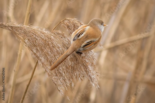 The bearded reedling, a small brown and grey bird, the female, foraging on reed seeds.