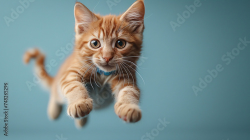 Flying cat with blue cloth covering head and body in midair acrobatic stunt © Muhammad