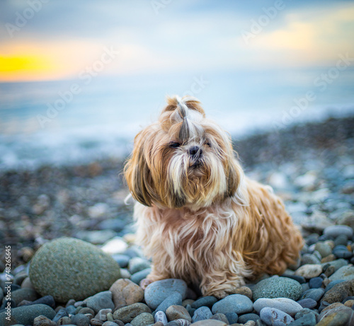 shih tzu dog at sunset on the seashore on a stone beach