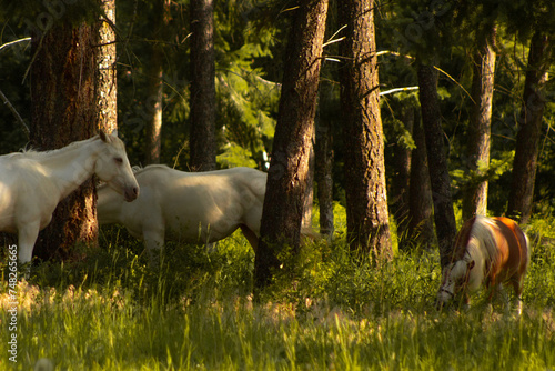 Beautiful White Horses and Pony Graze Lazily in Sun Dappled Meadow