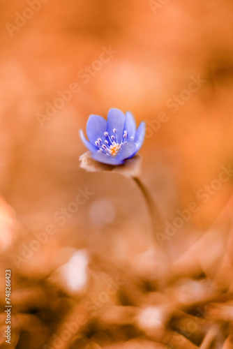 Kwiat przylaszczki (Hepatica nobilis)  © anettastar