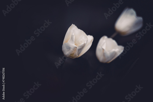 On a summer night, beautiful white and delicate tulip flowers bloom. This is the beauty of nature in all its glory.