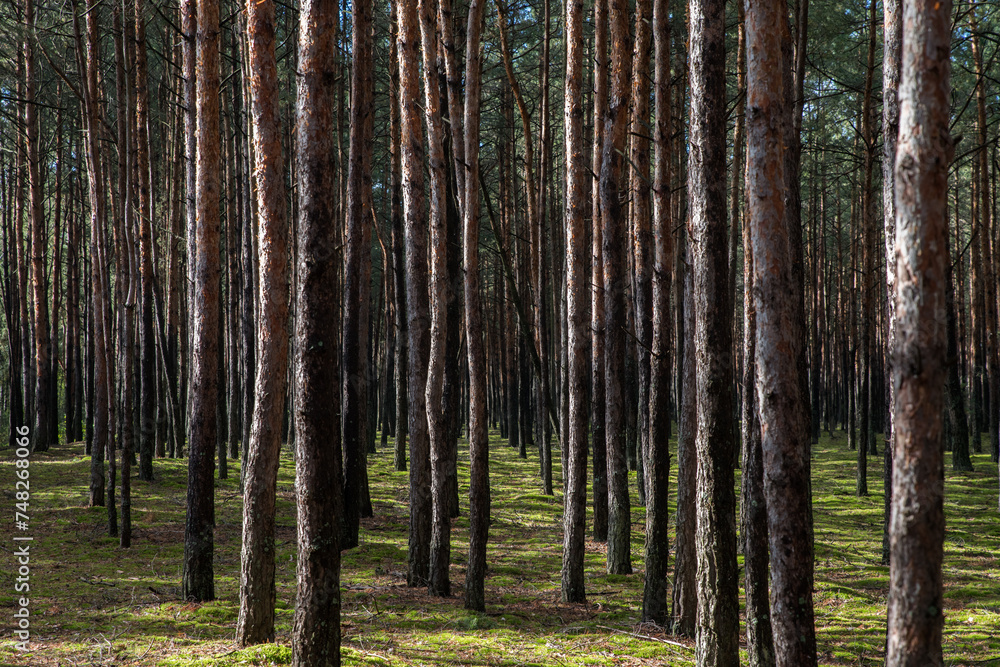 Fototapeta premium Rows of pine trunks in a forest with bright sun spots.