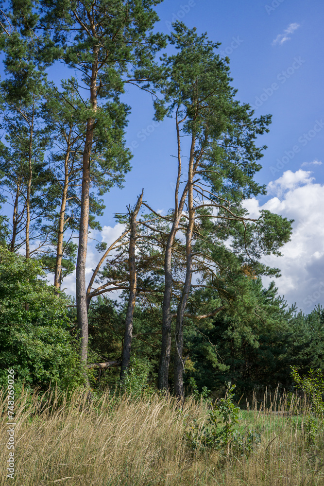 Forest pine trees against a blue cloudy sky. Forest pine trees against a blue cloudy sky.