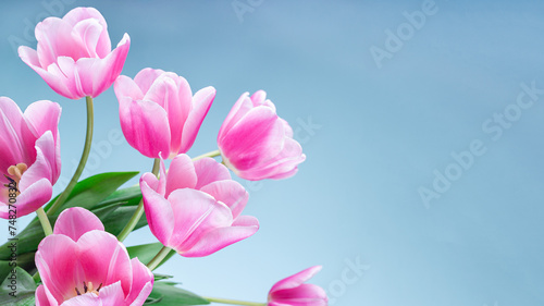 Banner with beautiful pink white tulips on blue background  horizontal  copy space  side view