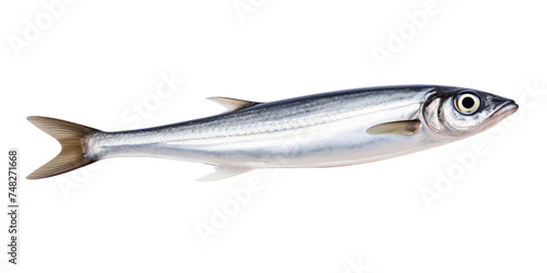 Anchovy isolated on transparent a white background 