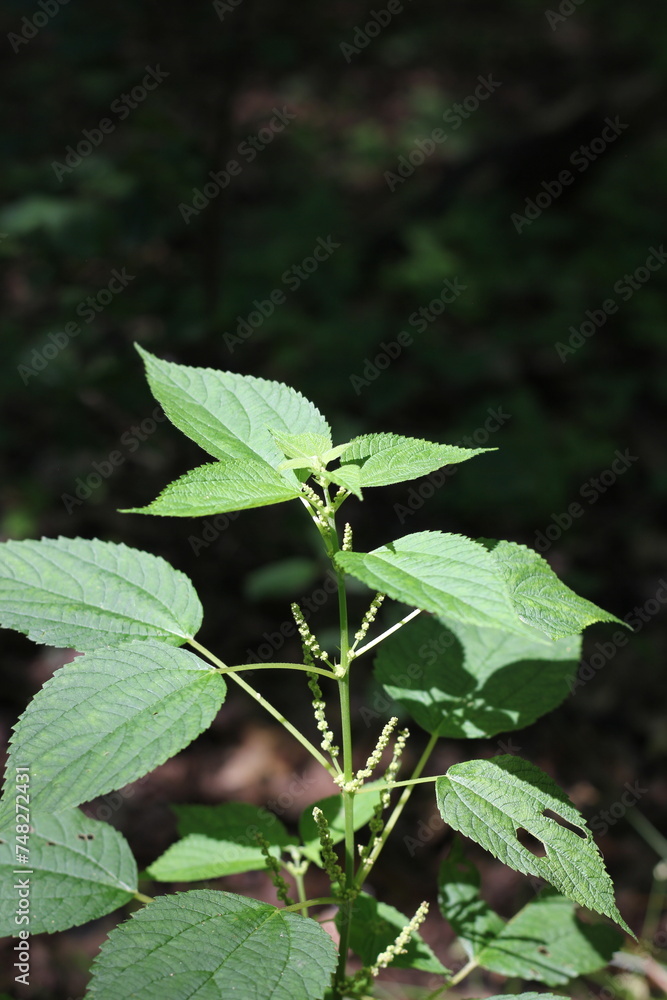 Cute green plants growing in the sunny meadow. Cute green plants growing in the sunny meadow.