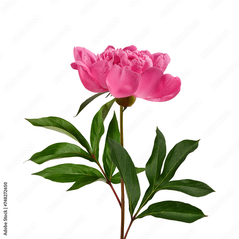 Pink peony flower with leaves and stem isolated on white background. Element for creating designs, cards, patterns, floral arrangements, frames, wedding cards and invitations.