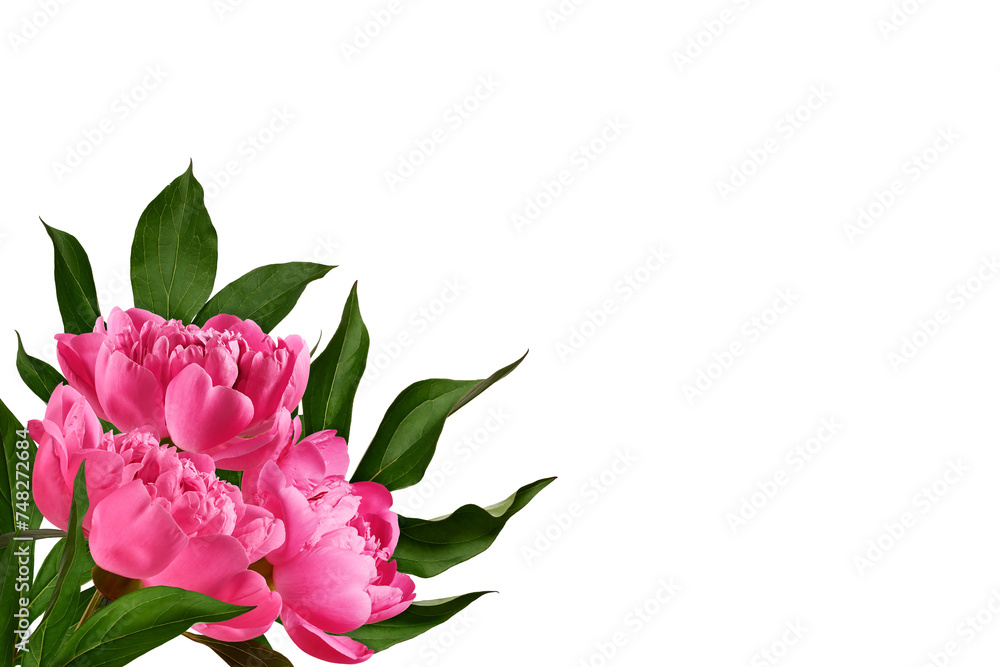 Flower corner arrangement. Bunch  of pink peony flowers with leaves isolated on white background. Design element for creating collage or design, wedding cards and invitations. Background overlay.