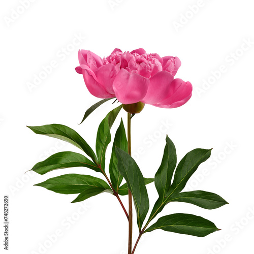 Pink peony flower with leaves and stem isolated on white background. Element for creating designs  cards  patterns  floral arrangements  frames  wedding cards and invitations.