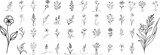 flowers and herbs doodle style, collection set, hand drawing one line