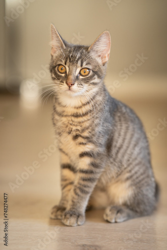 Fototapeta Naklejka Na Ścianę i Meble -  Portrait of a cat
