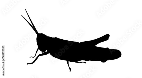 silhouette of a grasshopper