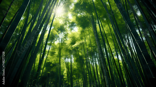 Towering bamboo stalks create a peaceful grove