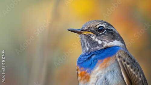 close de um macho Bluethroat (Luscinia svecica)