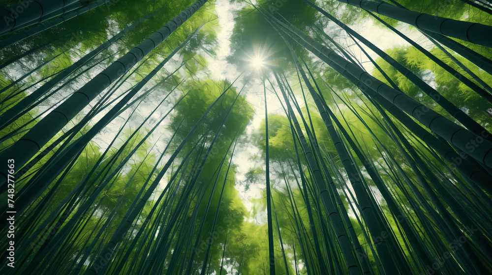 Fototapeta premium Towering bamboo stalks create a peaceful grove