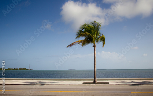 Lone Palm Tree - Key West, Florida photo