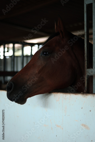 horse in stable