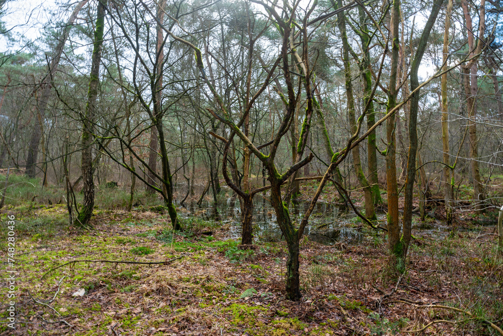 Forest with pools of rain between trees after heavy rains in The Netherlands near Goirle. Forest with pools of rain between trees after heavy rains in The Netherlands near Goirle.