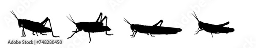 silhouette of a grasshopper