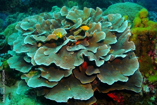 Healthy tropical coral reef with fish, marine life in the ocean. Underwater photography, detail of the aquatic wildlife. Yellow fish and green corals. Wild reef exploration, travel picture.