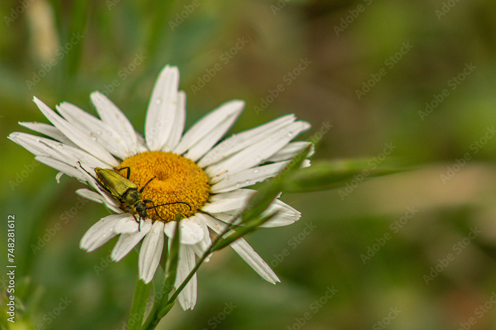 Fototapeta premium Yellow Velvet Beetle (Lepturobosca chrysocoma) Crawls Across Daisy with Space for Text