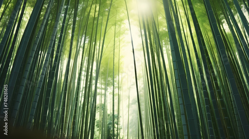 Tranquil bamboo forest, tall bamboo stalks create a dense and peaceful atmosphere