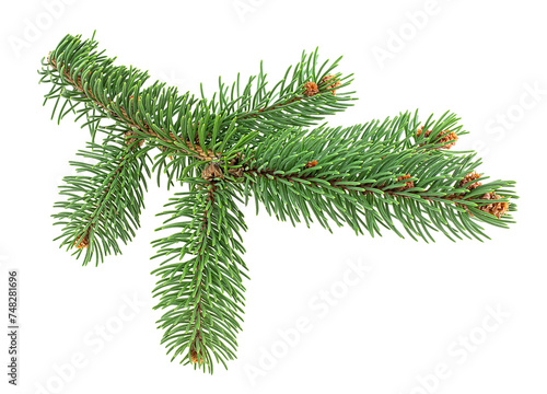 Green fir tree spruce branch with needles isolated on a white background