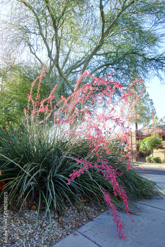 Red Yucca, Hesperaloe parviflora, at xeriscaped sidewalk in Phoenix, Arizona