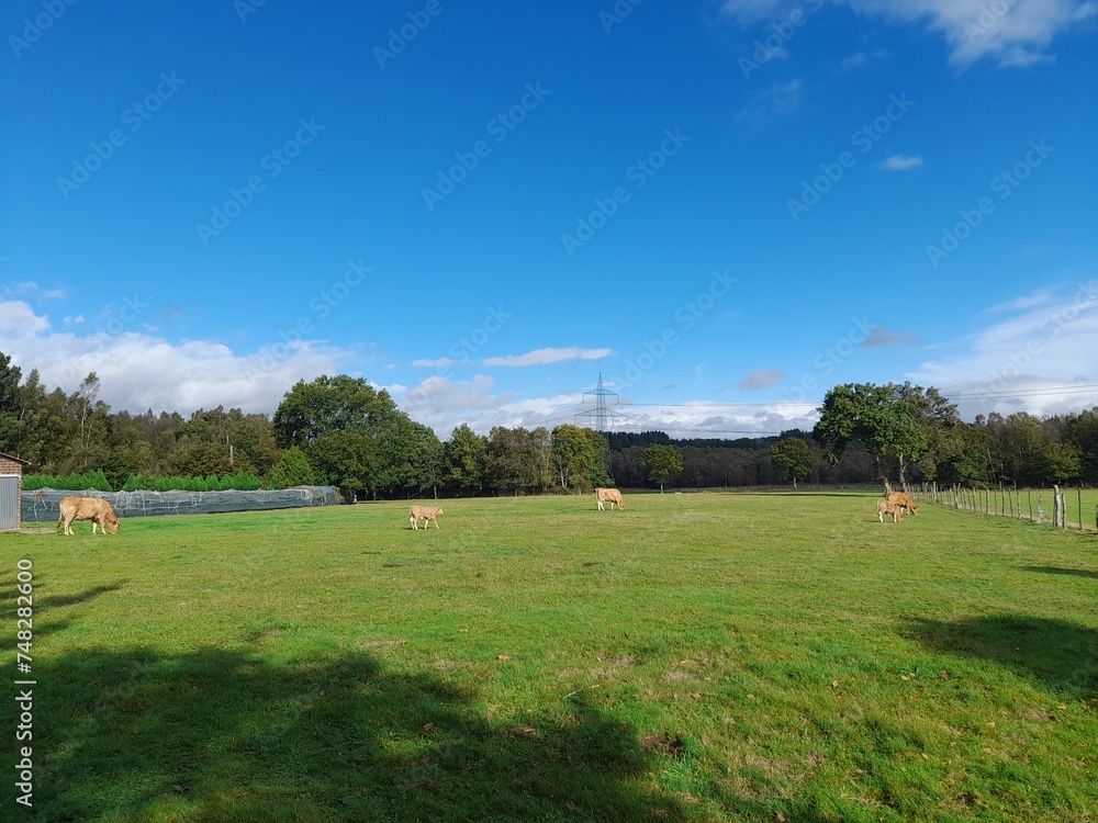 Vacas en una pradera en Galicia