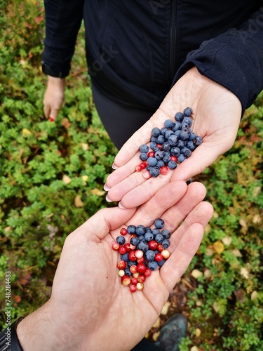 picking blueberries in the forest