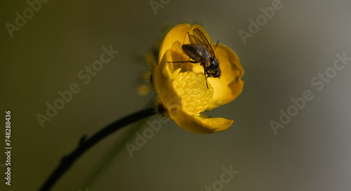 Macro photography. A fly sucking nectar from a yellow wild flower on a green background.