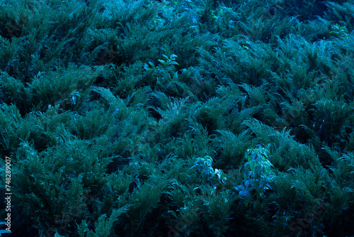 Juniper hedge texture in dark green tones, close up © Алексей Доненко