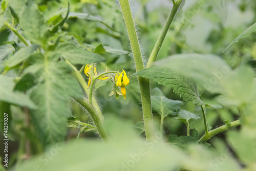 yellow tomato flower on a bush. agriculture, garden plant. Field or home gardening.