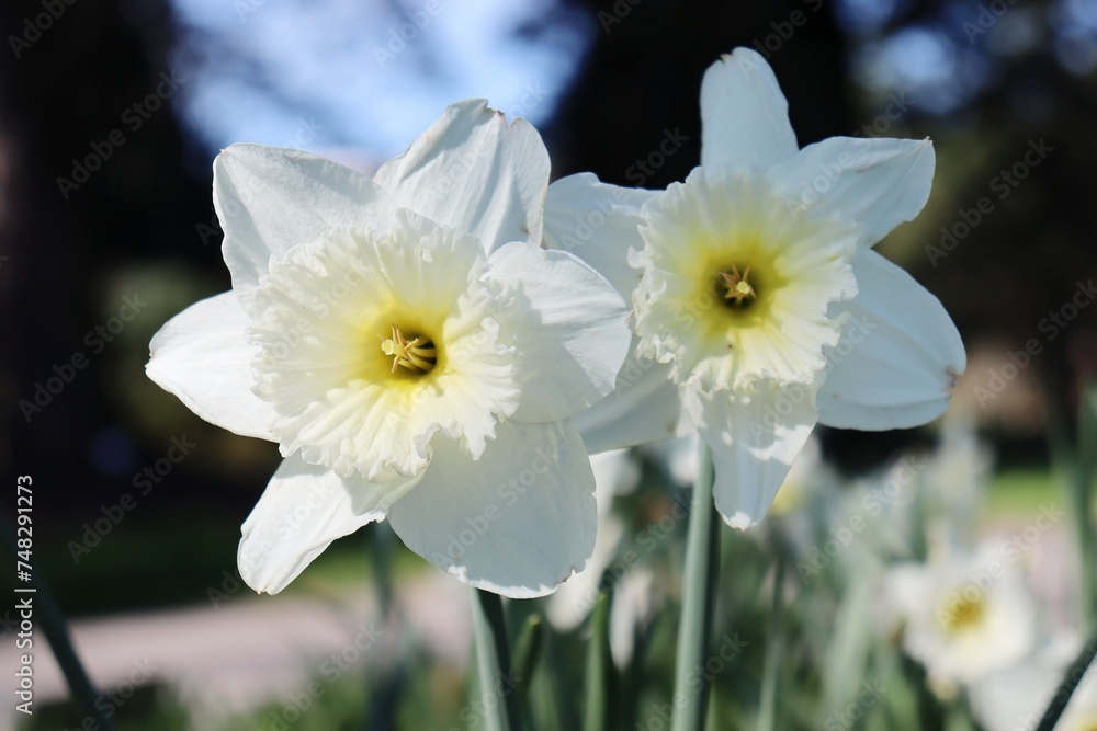 white narcissus in the garden white narcissus in the garden