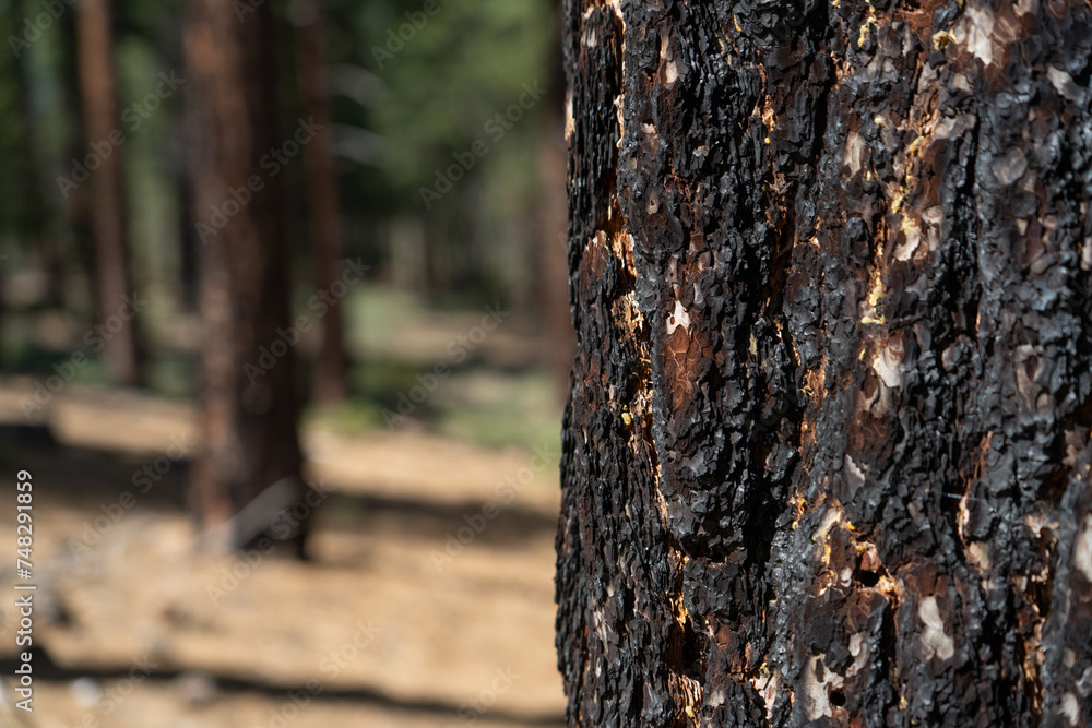 Close-up of burnt bark on tree in Sierra Nevada forest. Close-up of burnt bark on tree in Sierra Nevada forest.