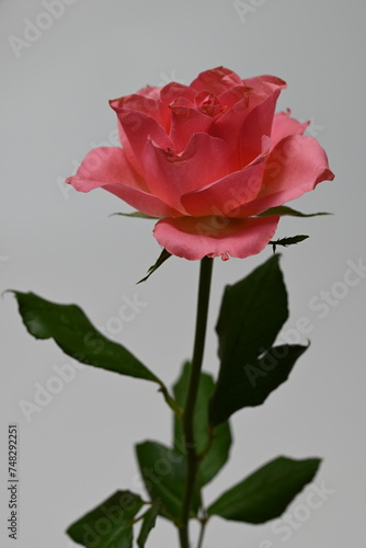 Pink Rose