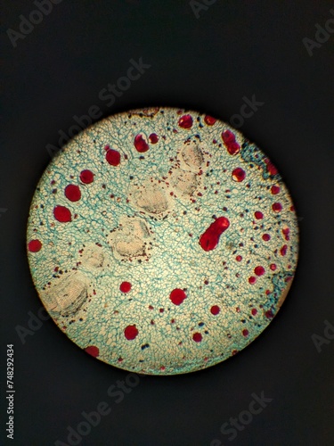 photo of cycas tissue under the microscope