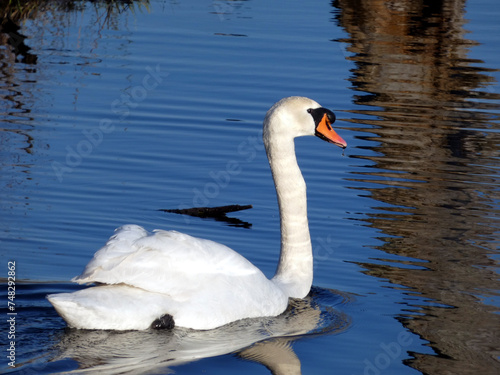 Swan in Kołobrzeg (Baltic Sea, Poland)