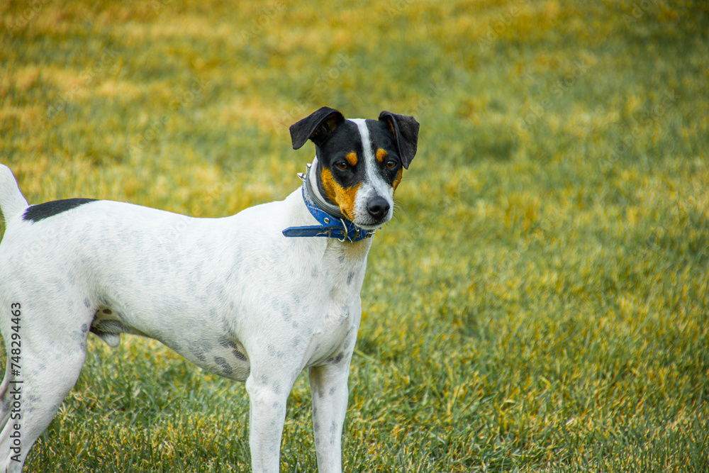 Black and white andalusian bodeguero andaluz dog breed Black and white andalusian bodeguero andaluz dog breed